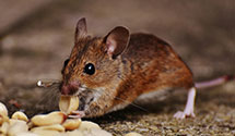 Find Exterminators in Hudson County